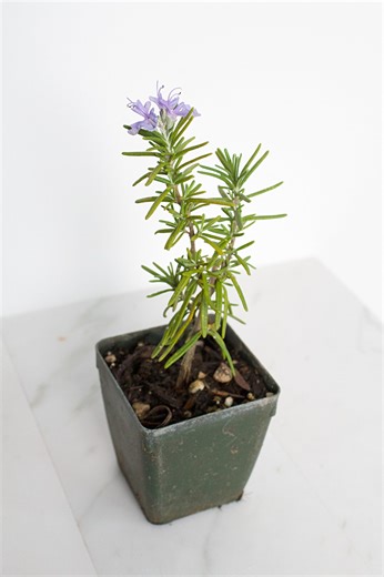 Discount Mini Purple Flower Rosemary Multi-pack Plants Outdoor Herb Garden Live Plants Aromatic Fragrant Officinalis Shrub Bush - Etsy