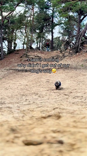 Funny Frenchie Dog Fail Moments