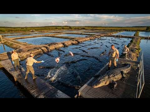 "Inside Alligator Farm USA: How They Farm 15,000 Alligators | From Eggs to 13-Foot Adults"