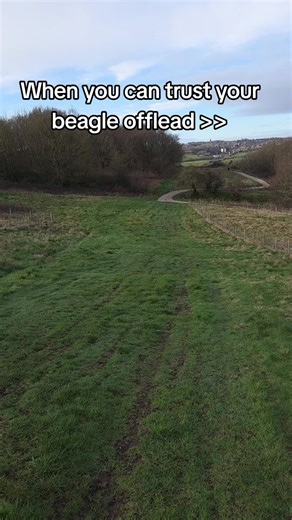 Never thought id see the day 😂 This is not AI...#beagle #dog #dogsoftiktok #beaglesoftiktok