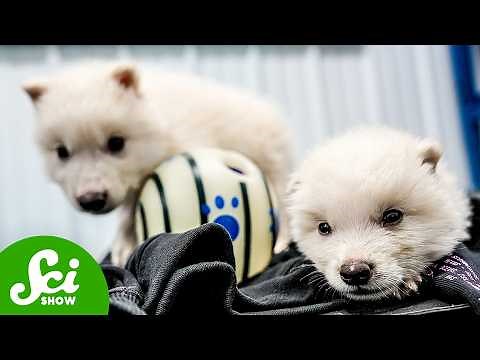 Did We Just De-Extinct Dire Wolves?!