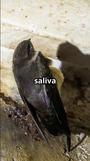 The Spit Nest🪺 Secret Revealed! #swift #wildlife #naturesecrets
