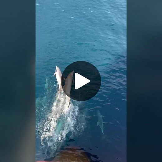 Cute Dolphins Video Compilation - The Kid Inside Me Was So Happy!