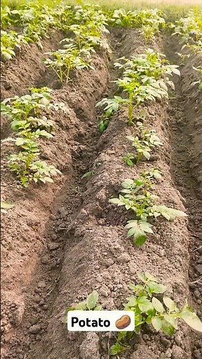 The Potato: A Guide to Varieties & Uses