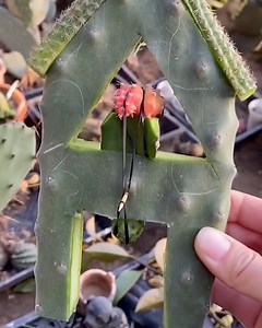 This is cactus grafting 🌵🔪 | Lessons Learned In Life