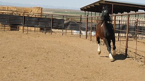 24K views · 624 reactions | It's time to place your bid! Check out...