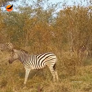 3.5K views · 104 reactions | WATCH this zebra find a clever way to scratch an itch in an awkward place. © Simon Vegter I From our 10 to 14 May 2022 Kruger Park safari. | Wild Wings Safaris | Facebook
