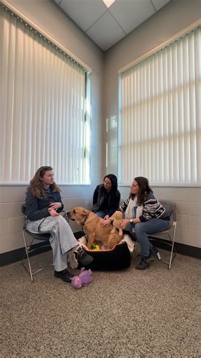 We are live with our in-shelter behavior team at MSPCA-Boston, featuring Alex! His adoption fee is waived until 12/14 | MSPCA-Angell