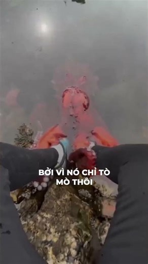 Giant Octopus Encounter: The Mysterious Predator of the Deep Sea