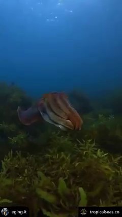 3K views · 169 reactions | Meet the Cuttlefish視: Did you know?...