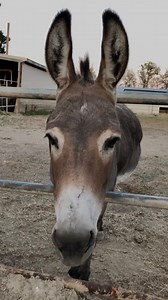 Notice how Antea the therapy donkey is looking at me intensely and moving her ears to communicate . Looking at a donkeys ears can tell you a lot about what a donkey is thinking . Where they are holding their ears, can tell you a lot about how they are feeling. Ears to the side as you see her doing in this video is a sign of happiness. It means she is content and comfortable with the environment around her. She loves talking to me and I love spoiling her. She is adored by many. Antea was donated 
