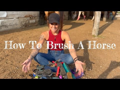 How To Brush A Horse (And The Different Brushes To Use)