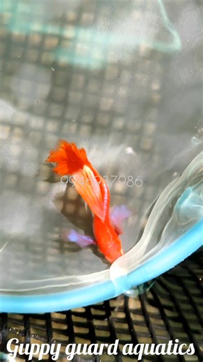 40K views · 819 reactions | Albino full red blue ear #gippsland #guppylovers❤️ #guppyfry #guppysolo #guppyinstagram #guppyalbino #kerlagram #keralagodsowncountry #keralaphotography #indiagram #maharashtra_business #maharashtratravel #tamilactors #tamilmusically #odisha #karnatakadiaries #karnataka_one #karnatakastreets #andrapadesh #trendingreels #reelsinstagram #viral #reelitfeelit #viralvideos #kerala #pet #petlovers | Guppy Guard Aquatics | Facebook