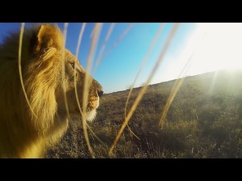 GoPro: Lion Mouth Cam