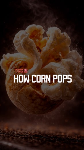 How corn pops - What really happens inside a corn kernel before it explodes, and how does intense heat transform a tiny sealed seed into the airy popcorn we eat in just a split second? | The Brain Maze