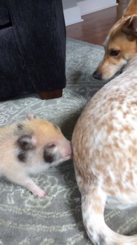 This Pig’s Butt Boops Drive One Dog Totally Crazy