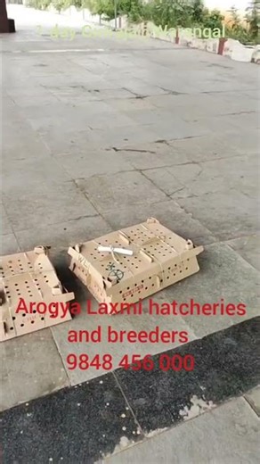 Healthy day old giriraja unloaded sucessfully@Warangal, Arogya Laxmi hatcheries& breeders 9848466000