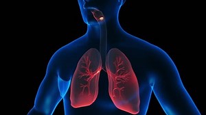 Lungs Anatomy Lungs Pain Relief Cough Stock Footage Video (100% Royalty-free) 3429606109 | Shutterstock