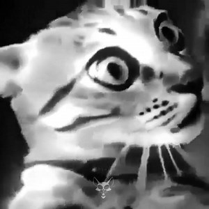 5.9K reactions · 44K shares | H I G H  | Cat Dealers | Facebook