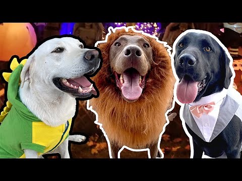 My Labradors Try On Halloween Costumes!