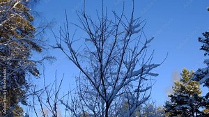 Snowing. Snow covered trees in a winter landscape. Cold weather. Blizzard. Beauty in nature
