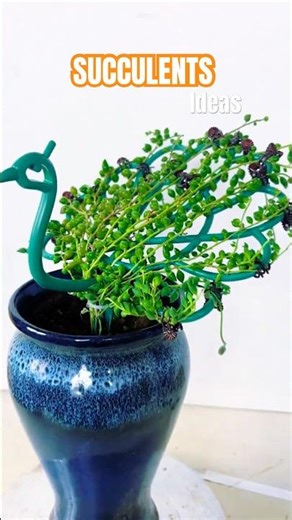 Creative Succulent Decor Ideas for a Modern Home!