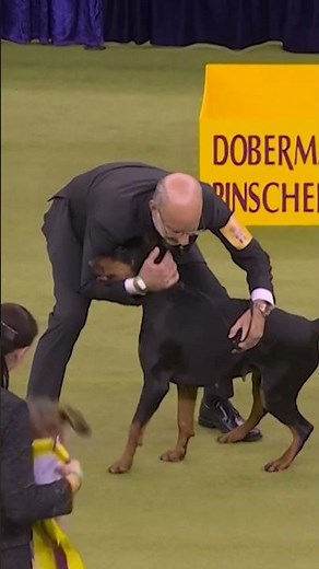 Penny the Doberman pinscher wins best in show at 150th Westminster Kennel Club Dog Show #shorts