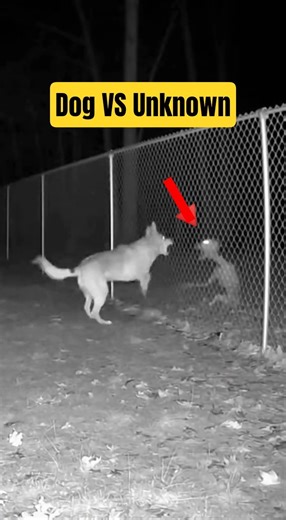 Terrifying Night Vision Footage: Dog vs. Strange Creature in Brutal Showdown