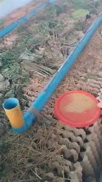 How to raise crickets naturally_របៀបចិញ្ចឹមចង្រិតធម្មជាតិ