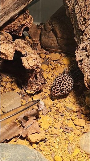 feeding my leopard gecko a mealworm!!!🤩😱🦎 #animal #reptiles #lizard #leopardgecko