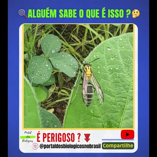 AMIGO OU INIMIGO? Alguém Sabe o que é Isso? #shorts #agro #sojabrasil #vespa #controlebiológico #mip