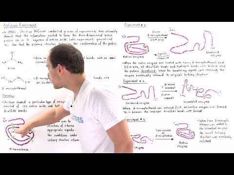 Anfinsen's Experiment of Protein Folding