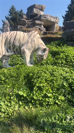 Taking it this last bit of sun before the long dark nights come | Cougar Mountain Zoo