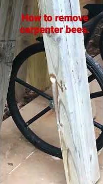 How to remove carpenter bees from their holes.