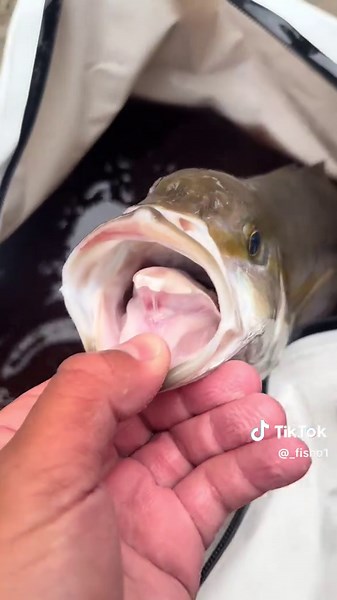 My amber went 47 and small Bonnie @hutfisho1’s amber went 45 and fat salmon. @SYD#FISHO🎣🌄 #fishtok #fyp #fishing #viral #porthacking