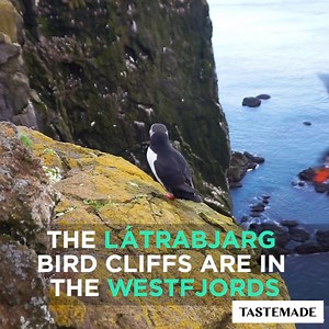 5.4K views · 118 reactions | Visit Iceland's scenic cliffs alone for these adorable puffins!  | Tastemade Travel | Facebook