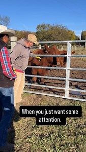 Our cows just love a good rub every now and then. #triplecranchtn #redangus #cattle #farmtotable #suppotlocalfarms | Triple C Ranch TN