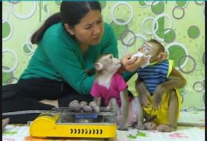 15K views · 766 reactions | Monkey Vola get cool sneeze need Mom help nurse frequently | Monkey Kevin | Facebook