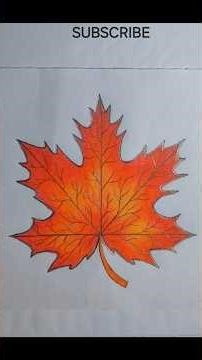 Maple Leaf❤