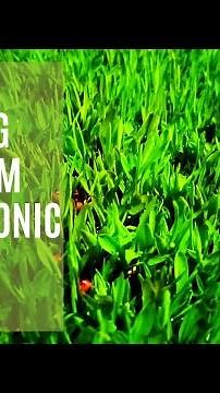 PART 2:INCUBATION STAGE: GROW SORGHUM HYDROPONIC FODDER PROCESS (DIY).