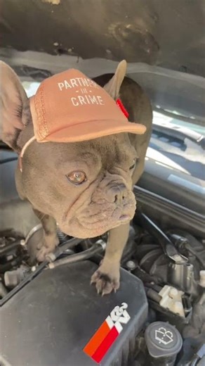 Mechanic Frenchie Fixes Her BMW M5 🔧🐶 Hood Struts Upgrade 😂 #FrenchBulldog