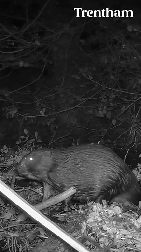Today we have an exciting #WildlifeWednesday update from the West Lakeside! 🦫💦 Our Trentham beaver family have officially built a dam along the lakeside in Spring Valley - and it’s impressive! We've got brand new footage of the crew in action, including one little belly flop at the end! 👀 Watch them work their magic, and next time you walk around the lake be sure to admire their hardwork from a distance! 🎥 | Trentham Estate