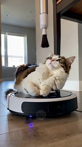 14K views · 167 reactions | Is that an automated cat scratcher?  | Tails Of Triumph Cat Facts | Facebook