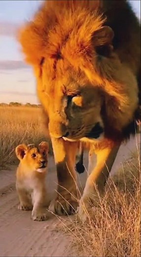 Lion Returns From the Hunt — Cub Runs to Him | Rare Wildlife Moment 🦁