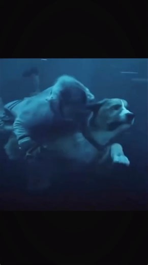 KİLLED NATURE on Instagram: "🎬 Movie name : The call of the wild ( 2020 ) Movie summary ( the call of the wild ( 2020 ) The story begins on a farm in Santa Clara, California, where Buck is stolen from his house and sold as a sled dog in Alaska. In the challenging environment where he has to fight to survive and dominate other dogs, he becomes increasingly primitive and wild."