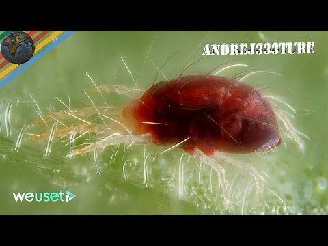 Ragnetto rosso degli agrumi (Tetranychus urticae/Panonychus citri)(malattie agrumi) Marco Beconcini
