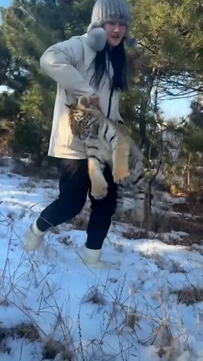 321K views · 3.8K reactions | Recording a video of tiger and bear every day- #videos #love #animals #reelsfypシ #tigers #funny #viralpost #bears #beautiful #video2025 #reelsviralシ | Sansan | Facebook