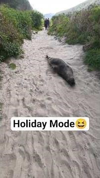 Sea Lions Just Being Sea Lions #nature #shorts #trending #funny #peace