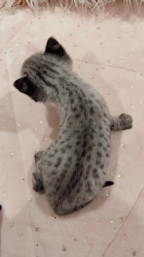 F1 Savannah Kitten: Exotic Hybrid Cats in Florida
