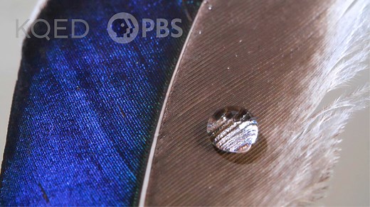 Ducks and geese spend a lot of time preening their all–weather feathers. This obsessive grooming – and a little styling wax from a hidden spot on their back side – maintains the microscopic feather structure that keeps them warm and dry in frigid waters. | Deep Look • PBS